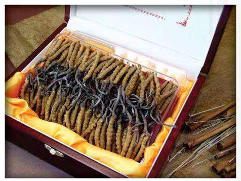 东区冬虫夏草回收